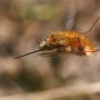 dlouhososka velká (Bombylius major)<br />